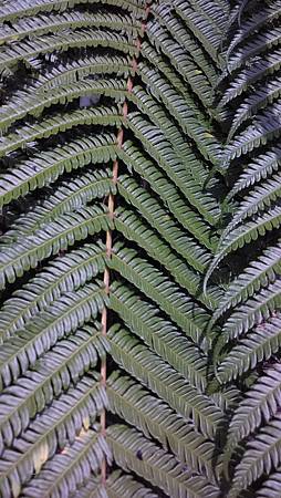 20150628路邊花草-14 20150628路邊花草-14