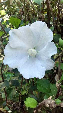 20151017路邊花草-1 20151017路邊花草-1