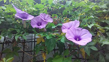 20151021路邊花草-4 20151021路邊花草-4