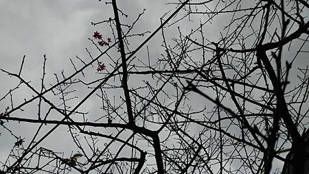 20151217路邊花草-2 20151217路邊花草-2