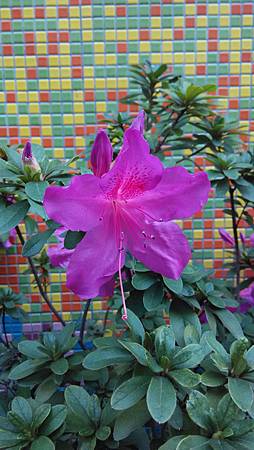 20160124路邊花草 20160124路邊花草