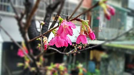 20160224路邊花草