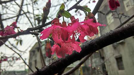 20160224路邊花草-2 20160224路邊花草-2