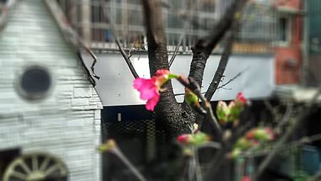 20160222路邊花草-2 20160222路邊花草-2