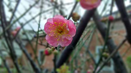 20160225路邊花草-11 20160225路邊花草-11