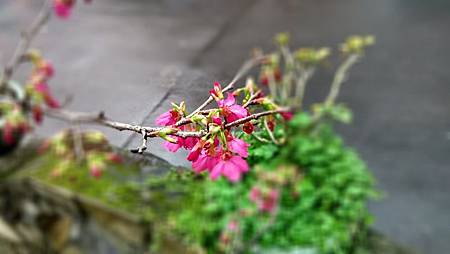 20160225路邊花草-5 20160225路邊花草-5