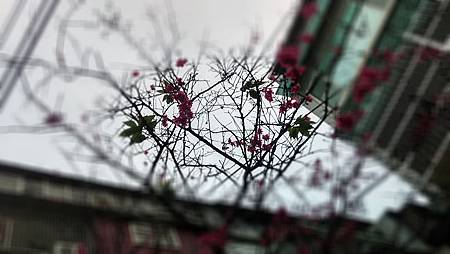 20160225路邊花草-7 20160225路邊花草-7