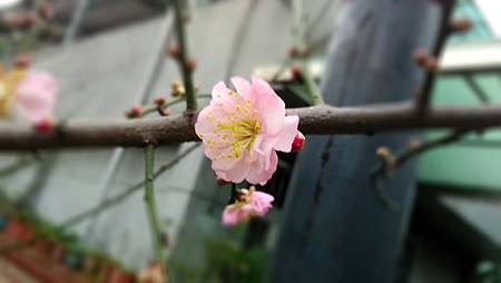 20160225路邊花草-9 20160225路邊花草-9