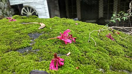 20160309路邊花草-1 20160309路邊花草-1
