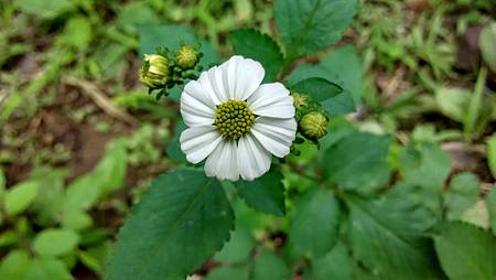 20160322路邊花草-1 20160322路邊花草-1
