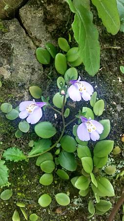 20160329路邊花草-2 20160329路邊花草-2