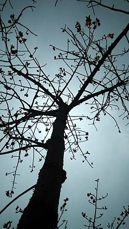 20160406路邊花草-4 20160406路邊花草-4