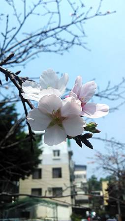 20160406路邊花草-8 20160406路邊花草-8