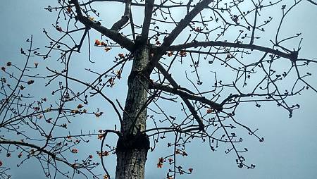 20160406路邊花草-1 20160406路邊花草-1