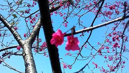20160301路上花草-5 20160301路上花草-5