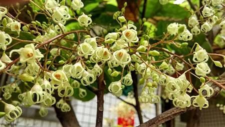 20160421路邊花草-9 20160421路邊花草-9
