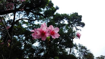 20160407路邊花草-10 20160407路邊花草-10