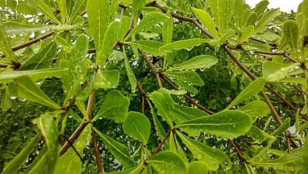 20160516雨水-4 20160516雨水-4