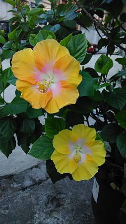 20160706路邊花草-3 20160706路邊花草-3