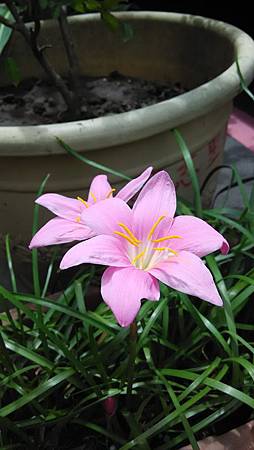 20160809路邊花草 20160809路邊花草