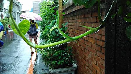 20160811路邊花草-1 20160811路邊花草-1