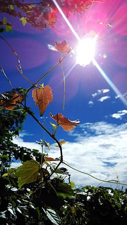 20161016路邊花草-7 20161016路邊花草-7