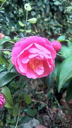 20170212路邊花草-1 20170212路邊花草-1