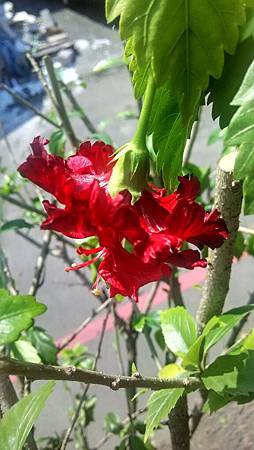 20170217路邊花草-1 20170217路邊花草-1