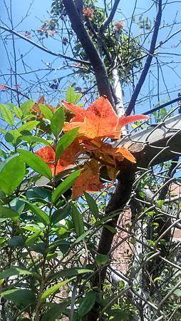 20170217路邊花草-2 20170217路邊花草-2