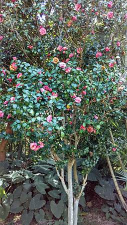 20170207路邊花草-1 20170207路邊花草-1