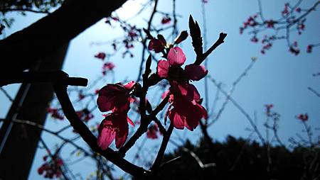 20170324路上花草-3 20170324路上花草-3