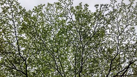 20170411路邊花草-6 20170411路邊花草-6