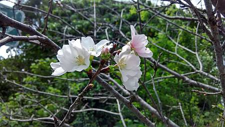 20170417路邊花草-7 20170417路邊花草-7