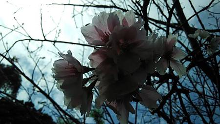 20170417路邊花草-11 20170417路邊花草-11