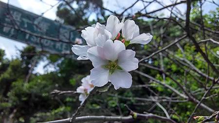 20170417路邊花草-5 20170417路邊花草-5