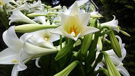 20170514路邊花草-1 20170514路邊花草-1