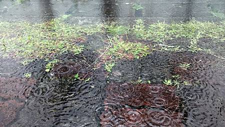20160516雨水-2 20160516雨水-2
