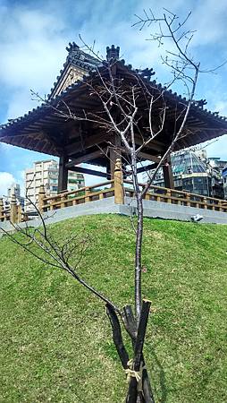 20170311西本願寺-1 20170311西本願寺-1