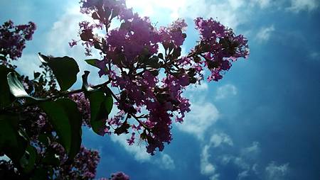 20170607路邊花草-6 20170607路邊花草-6