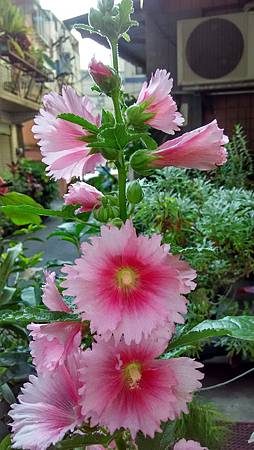 20170720路邊花草-3 20170720路邊花草-3
