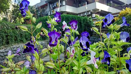 20170726路邊花草-1 20170726路邊花草-1