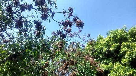 20170919路邊花草 20170919路邊花草