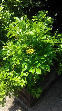20170920路邊花草 20170920路邊花草