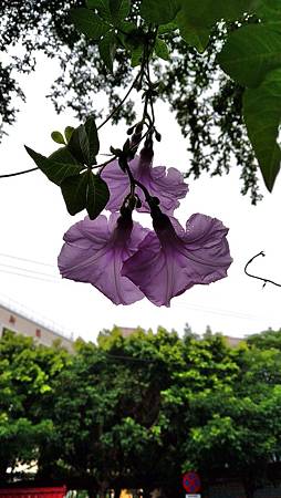 IMG_20180615_100538 IMG_20180615_100538