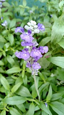 IMG_20180701_082627_HDR