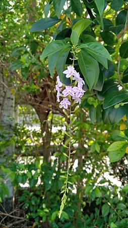 IMG_20180729_095509 IMG_20180729_095509