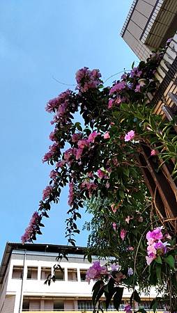 IMG_20181028_105442 IMG_20181028_105442