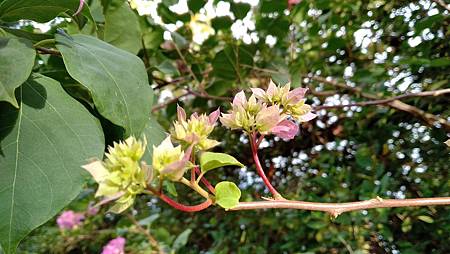 IMG_20181208_075041 IMG_20181208_075041
