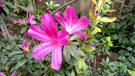 IMG_20190205_111009 IMG_20190205_111009