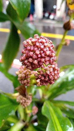 IMG_20190214_124303 IMG_20190214_124303